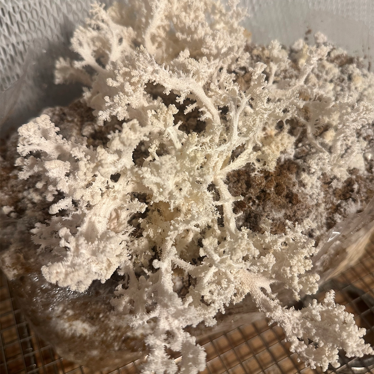 hericium coralloides “Coral comb” mushroom on brown substrate
