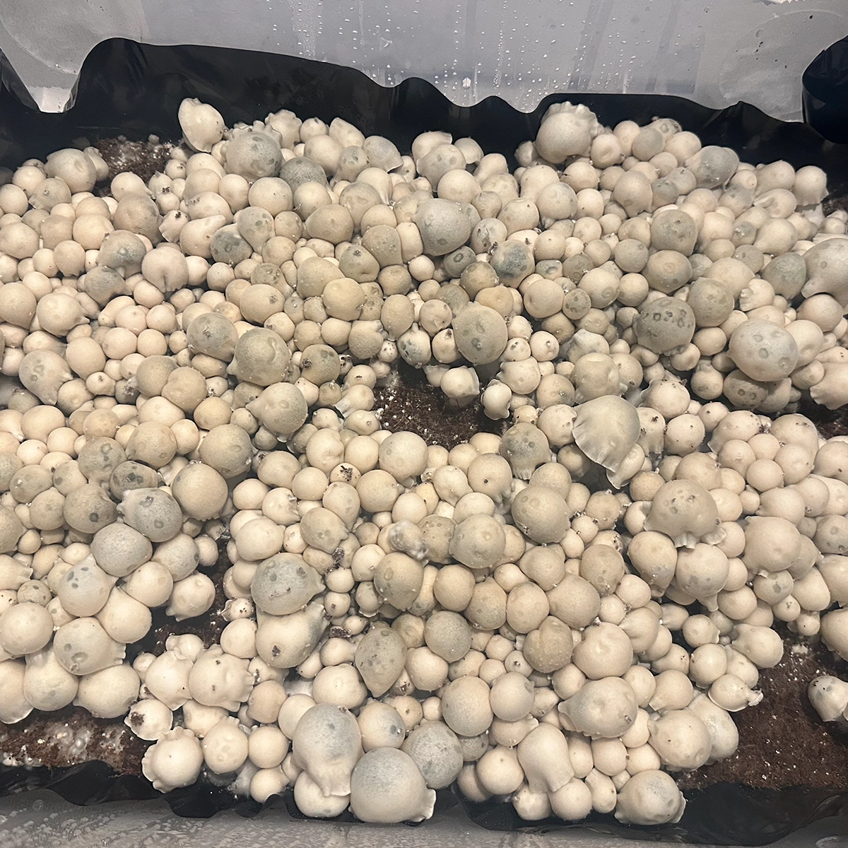 large flush of albino bluey vuitton isolated spore syringe mushrooms