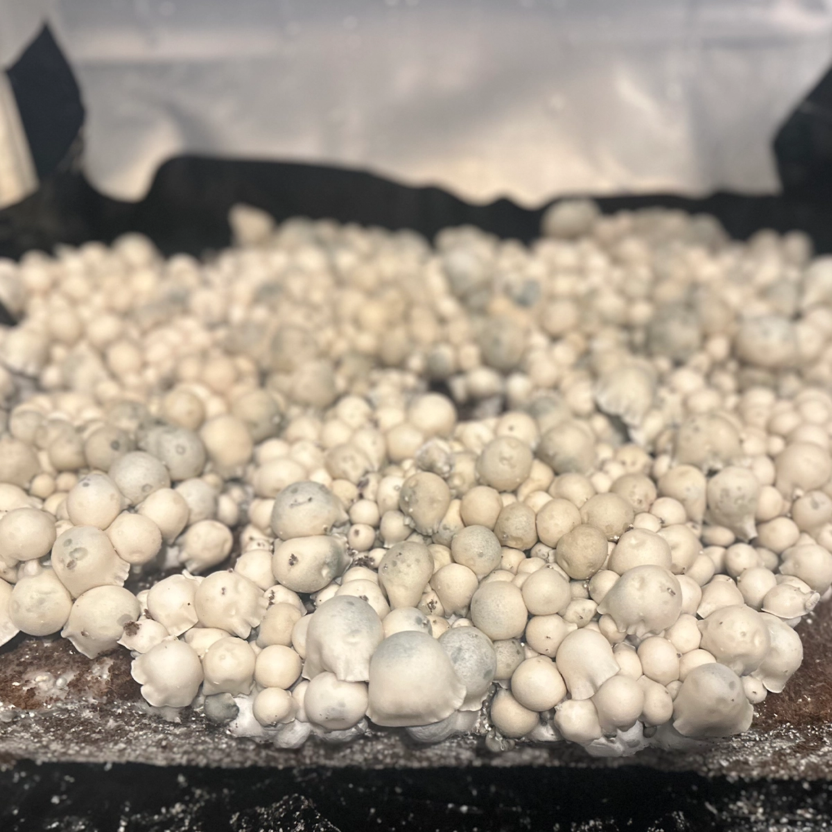 large flush of albino bluey vuitton spore swab mushrooms