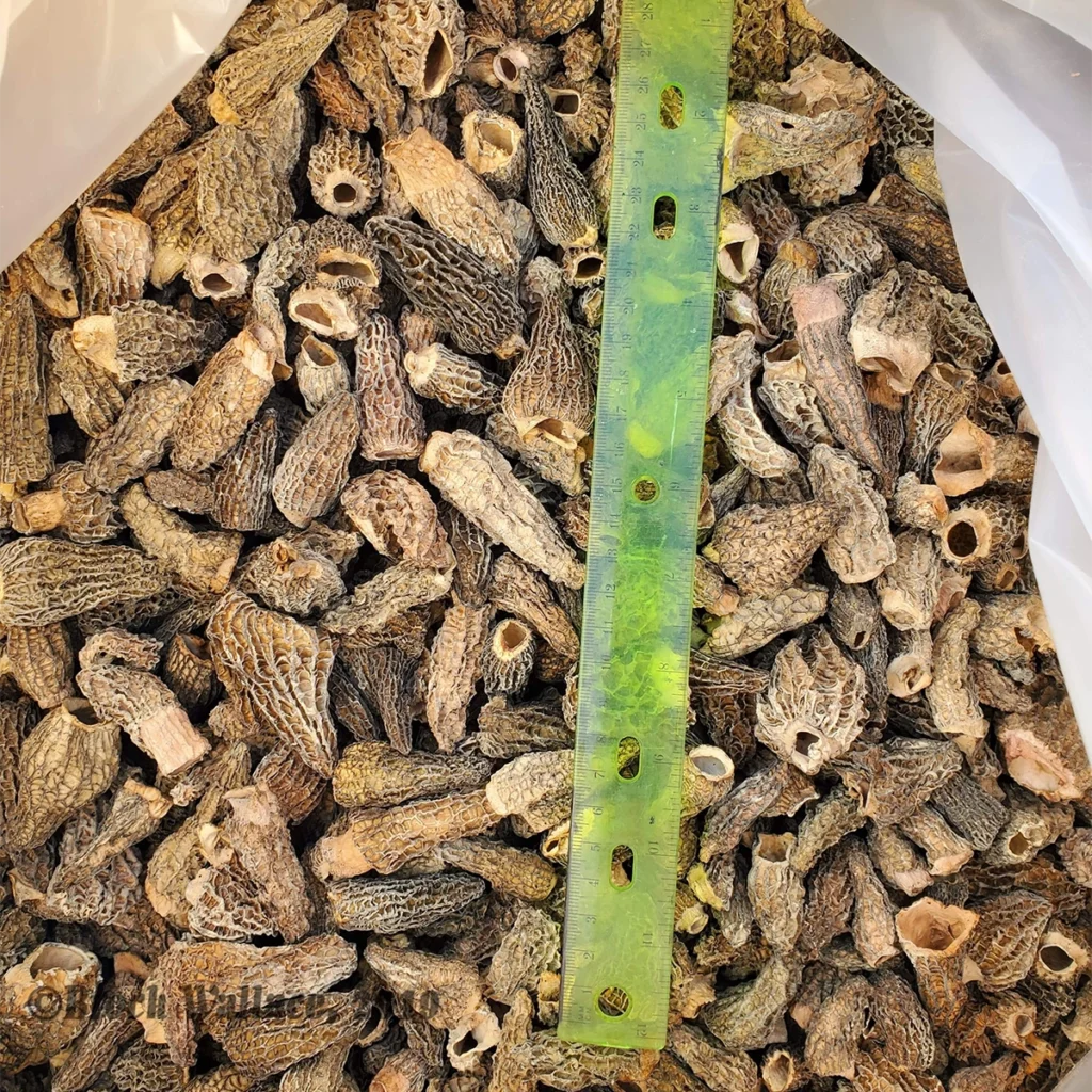 bag of thousands of dried morel mushrooms