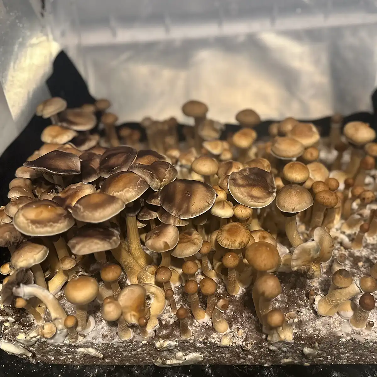 A tub of Colombian Cubensis Spore Print mushrooms