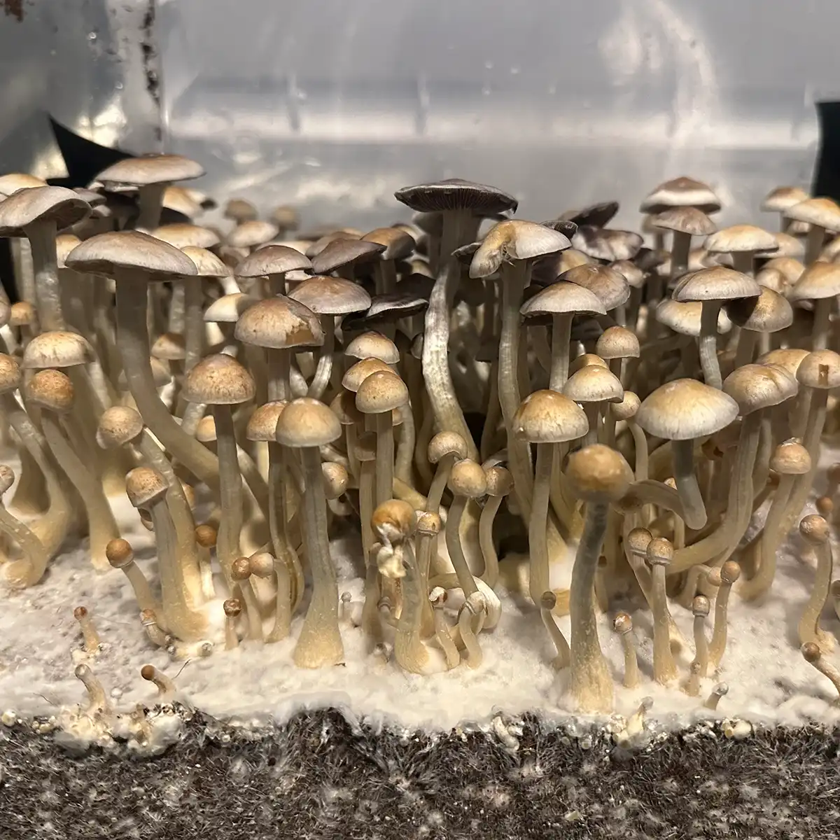 A large flush of Natal Super Strain spore print mushrooms.