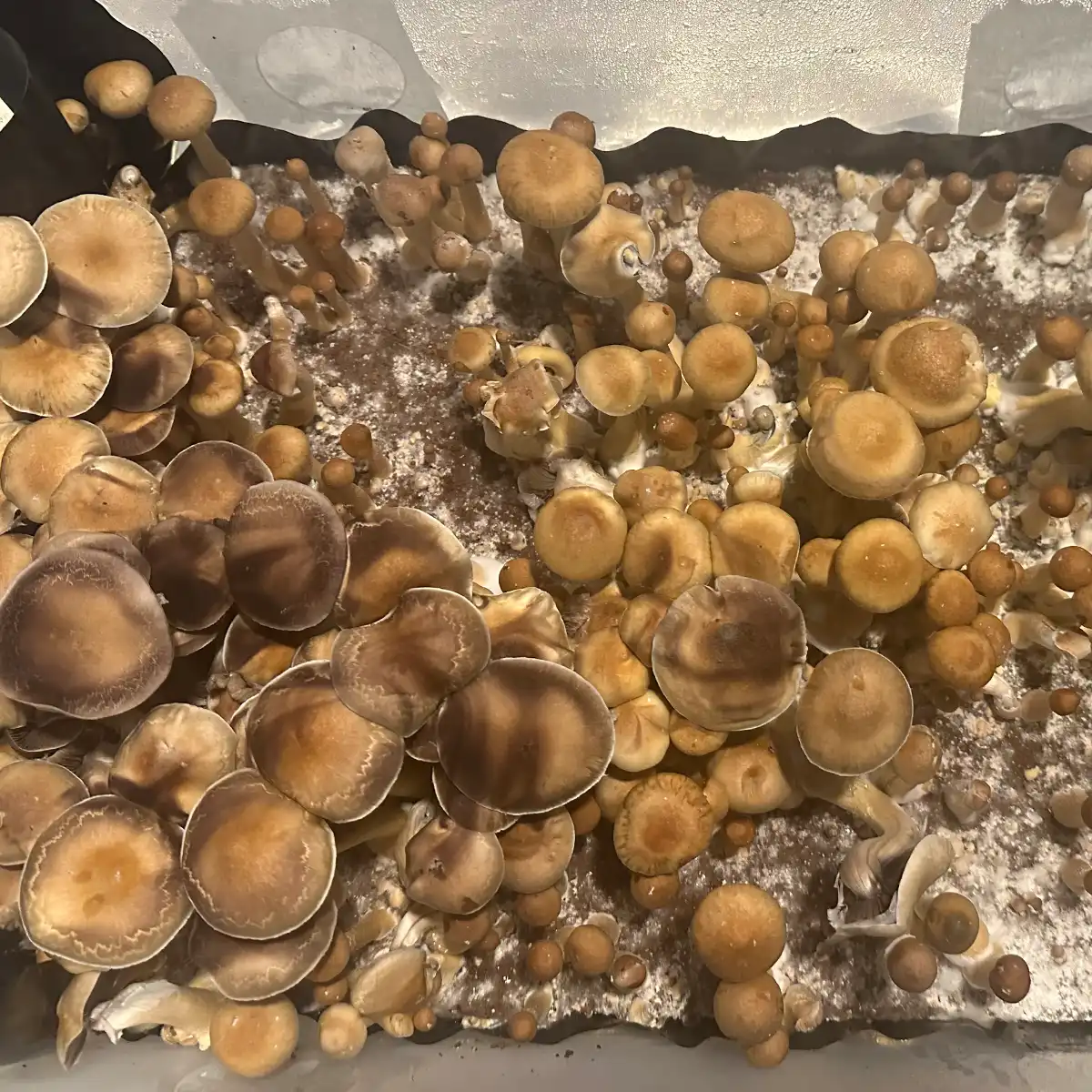 An aerial view of Colombian Cubensis Spore Print Mushrooms