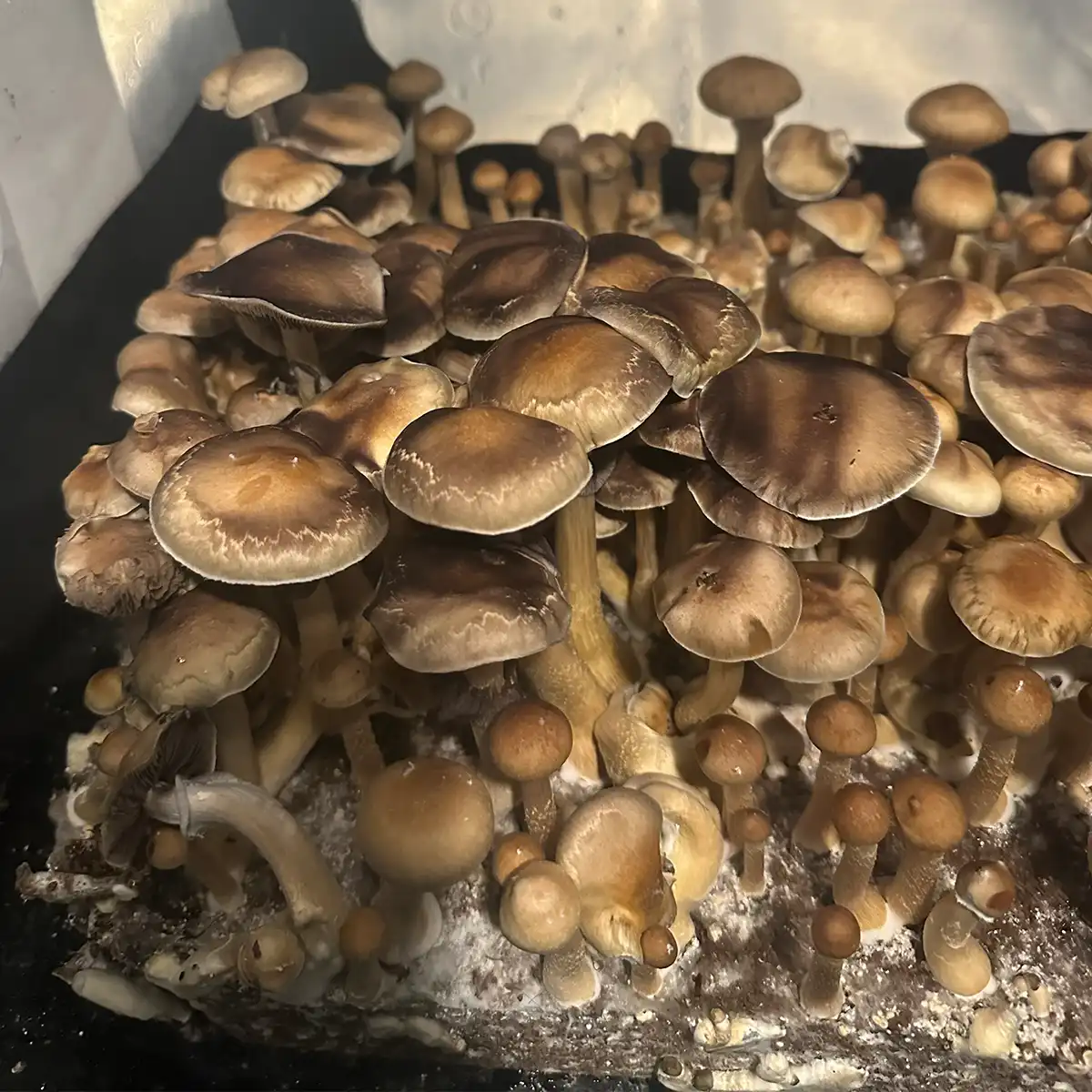 A close-up view of Colombian Cubensis Spore Print Mushrooms