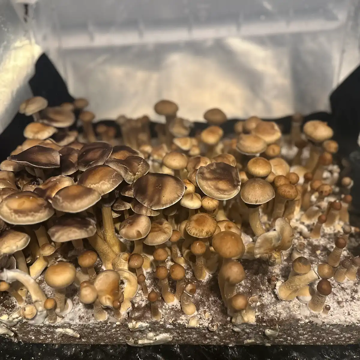 A bountiful tub of Colombian Cubensis Spore Print Mushrooms