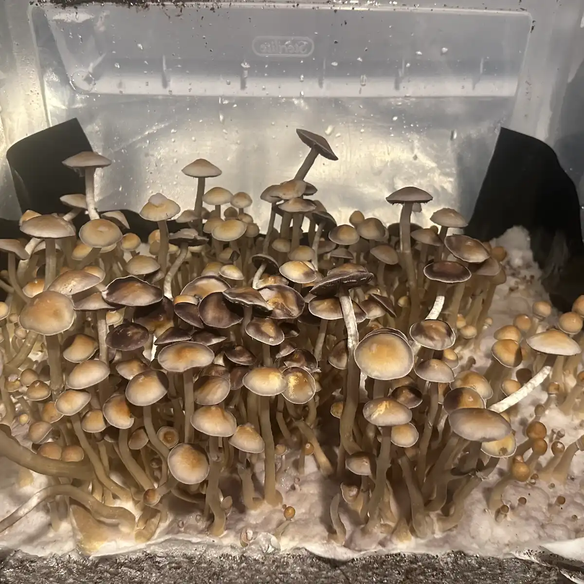 A thriving tub of Ps. ochraceocentrata Isolated Spore Print mushrooms