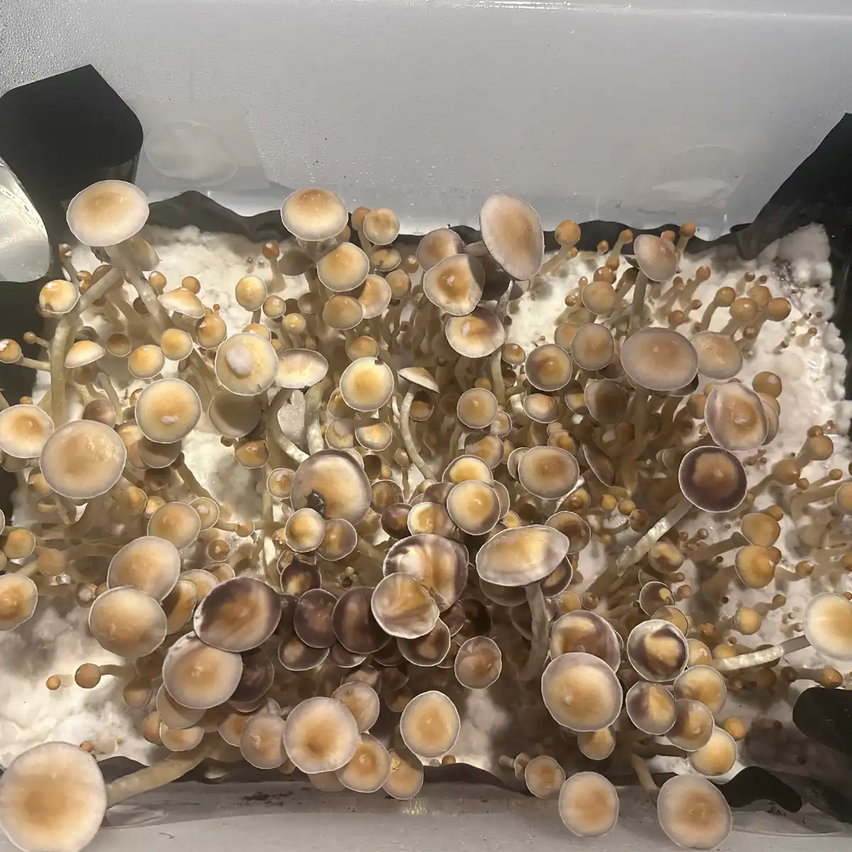 An aerial view of Ps. ochraceocentrata Isolated Spore Print mushrooms