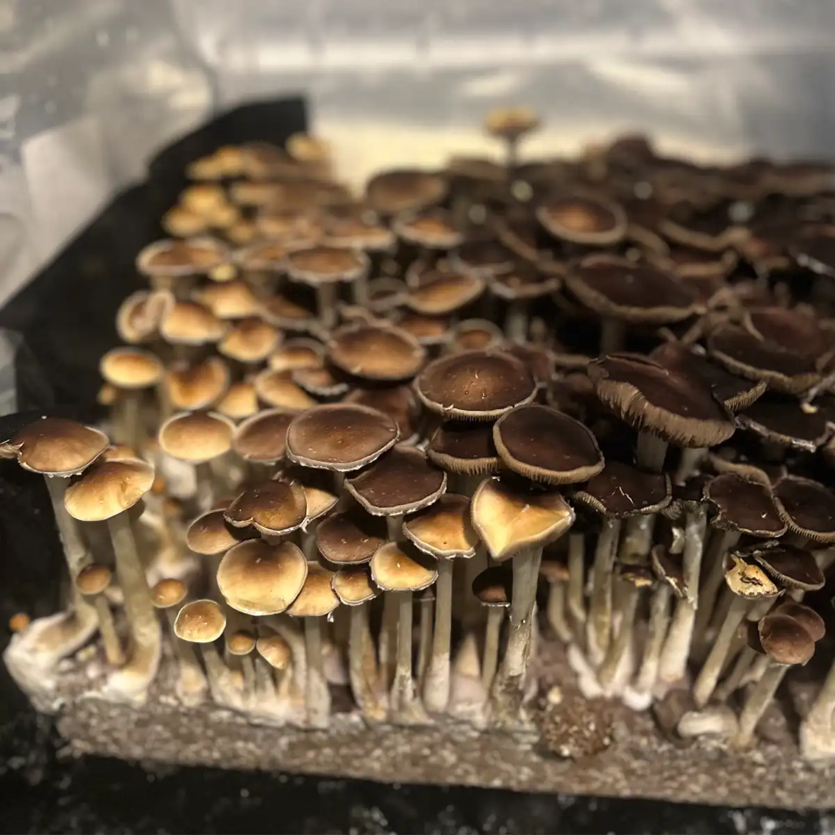 A bountiful tub of Plantasian Mystery Cubensis Spore Syringe mushrooms.
