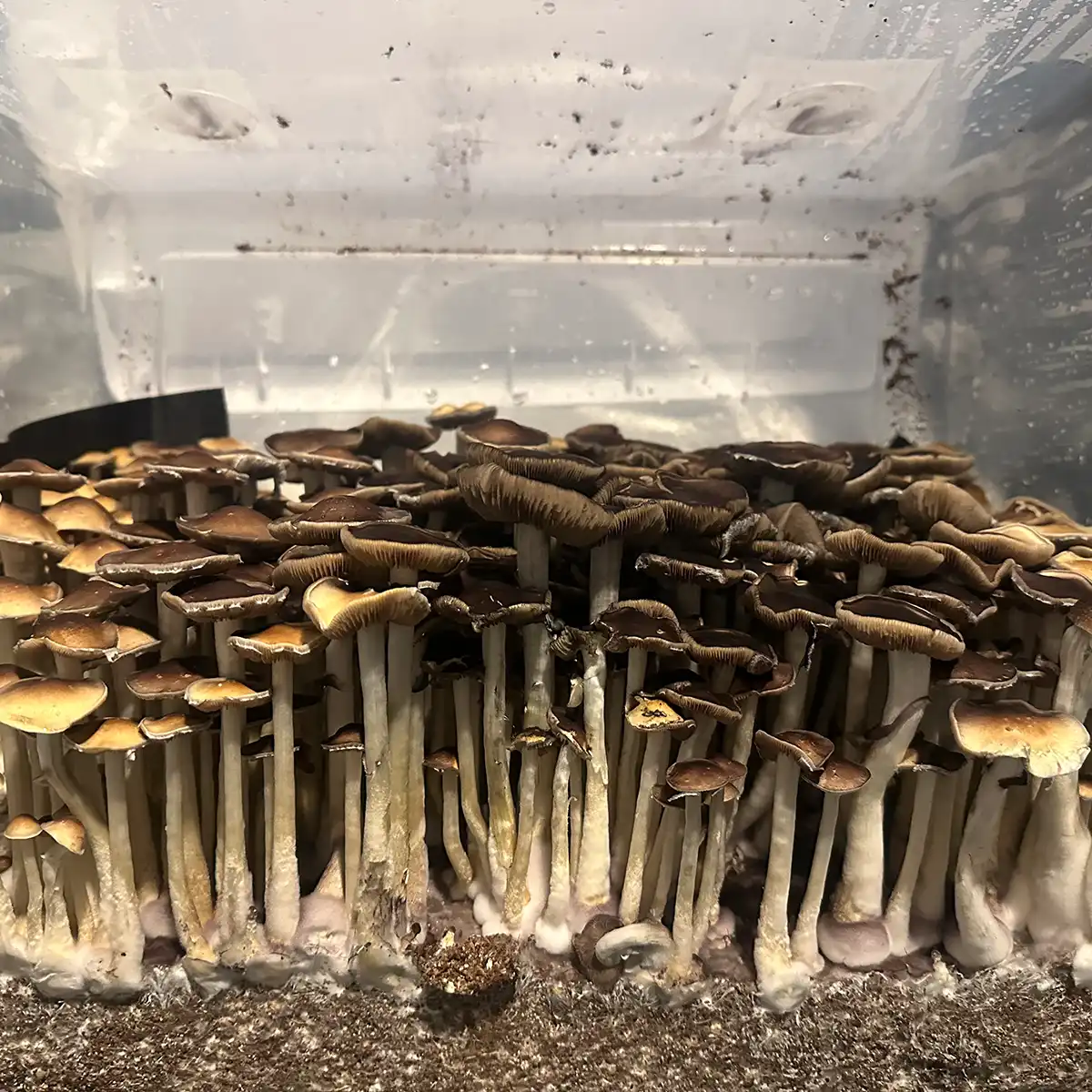 A large flush of Plantasian Mystery Cubensis Spore Syringe mushrooms.