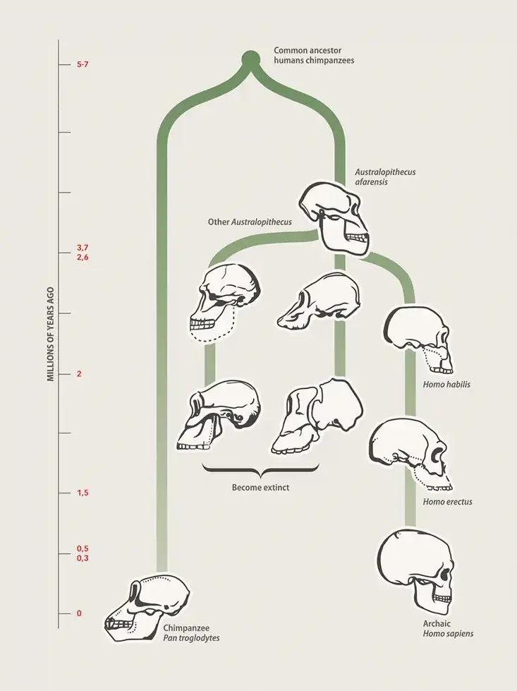 The skull development of early humans