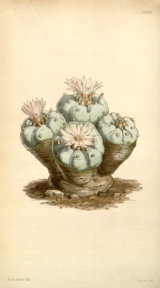 A botanical drawing of Lophophora Williamsii from 1847. 