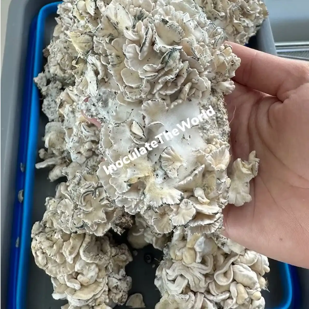 A hand holding a large cluster of Enigma mushrooms.