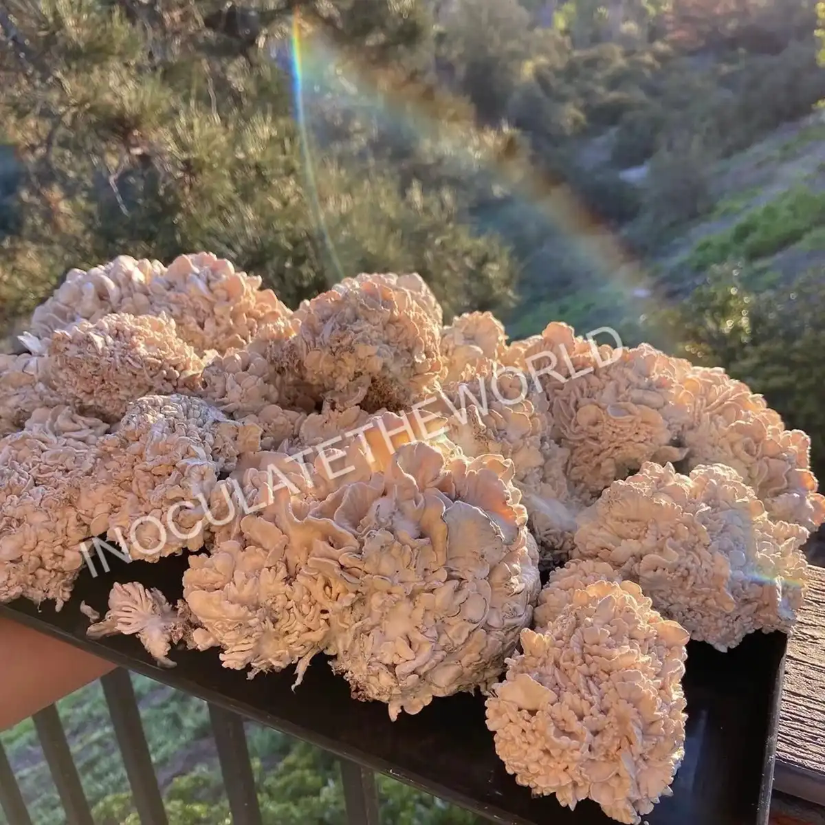 A large flush of Enigma mushrooms against a natural background