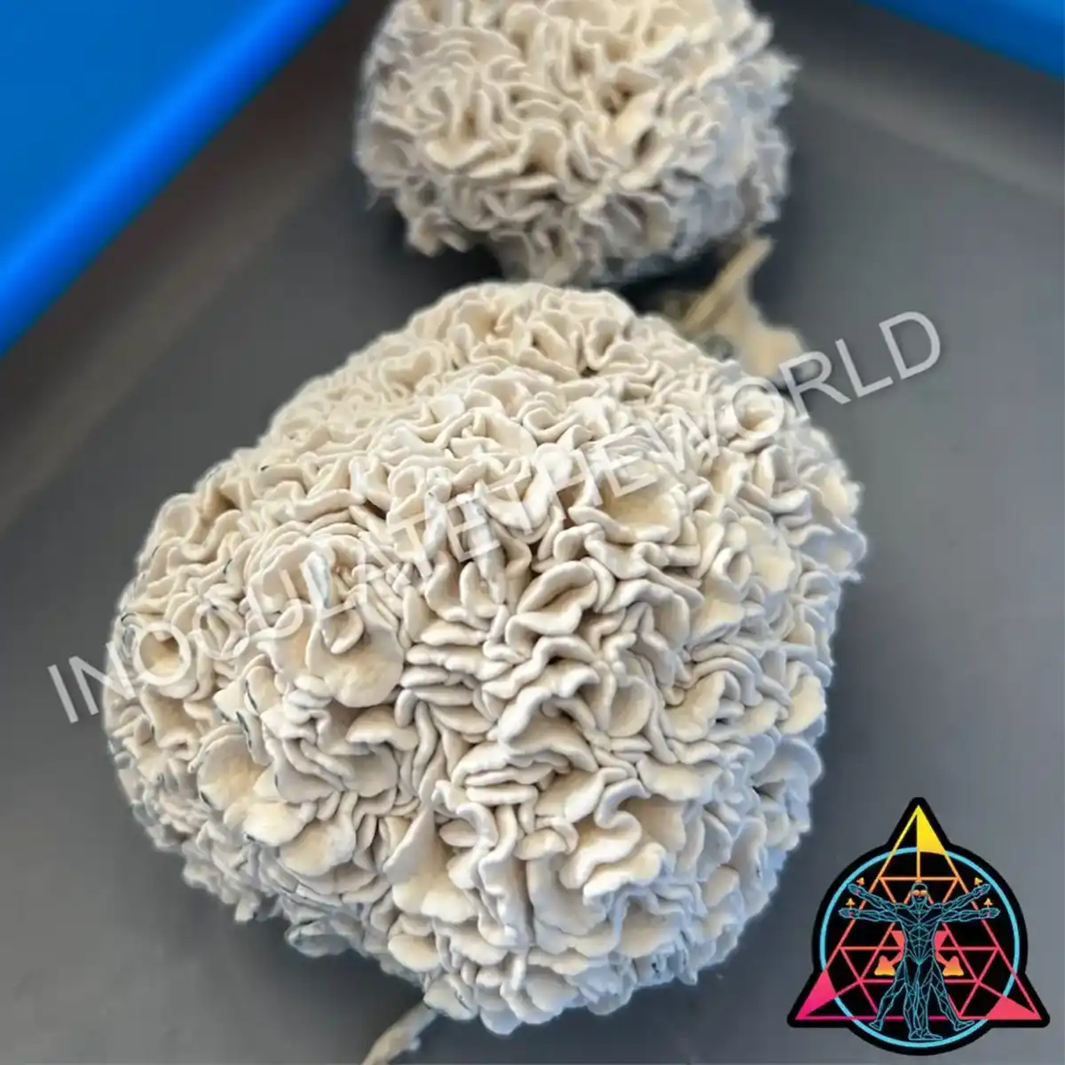 A close up view of a small cluster of Enigma mushrooms