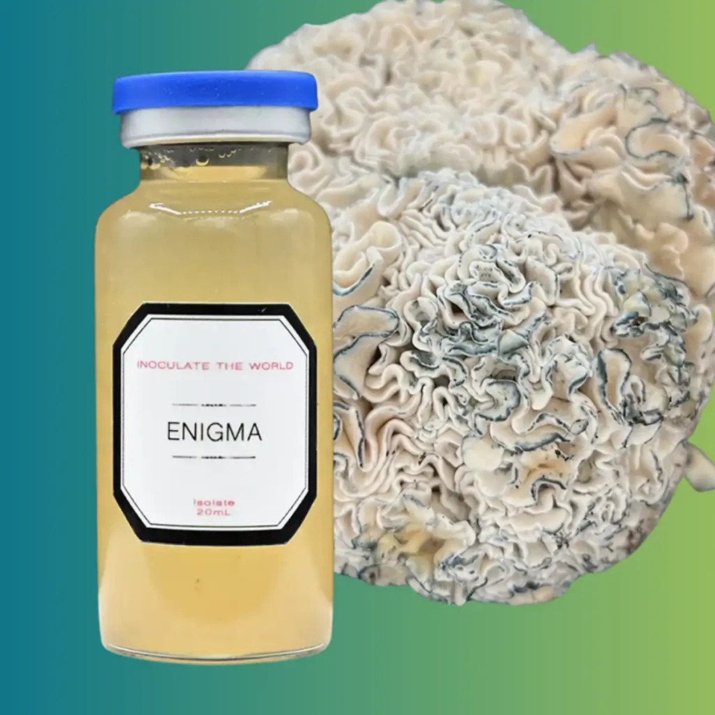 A small vial of yellow liquid in front of a cluster of Enigma mushrooms, against a blue and green gradient background.