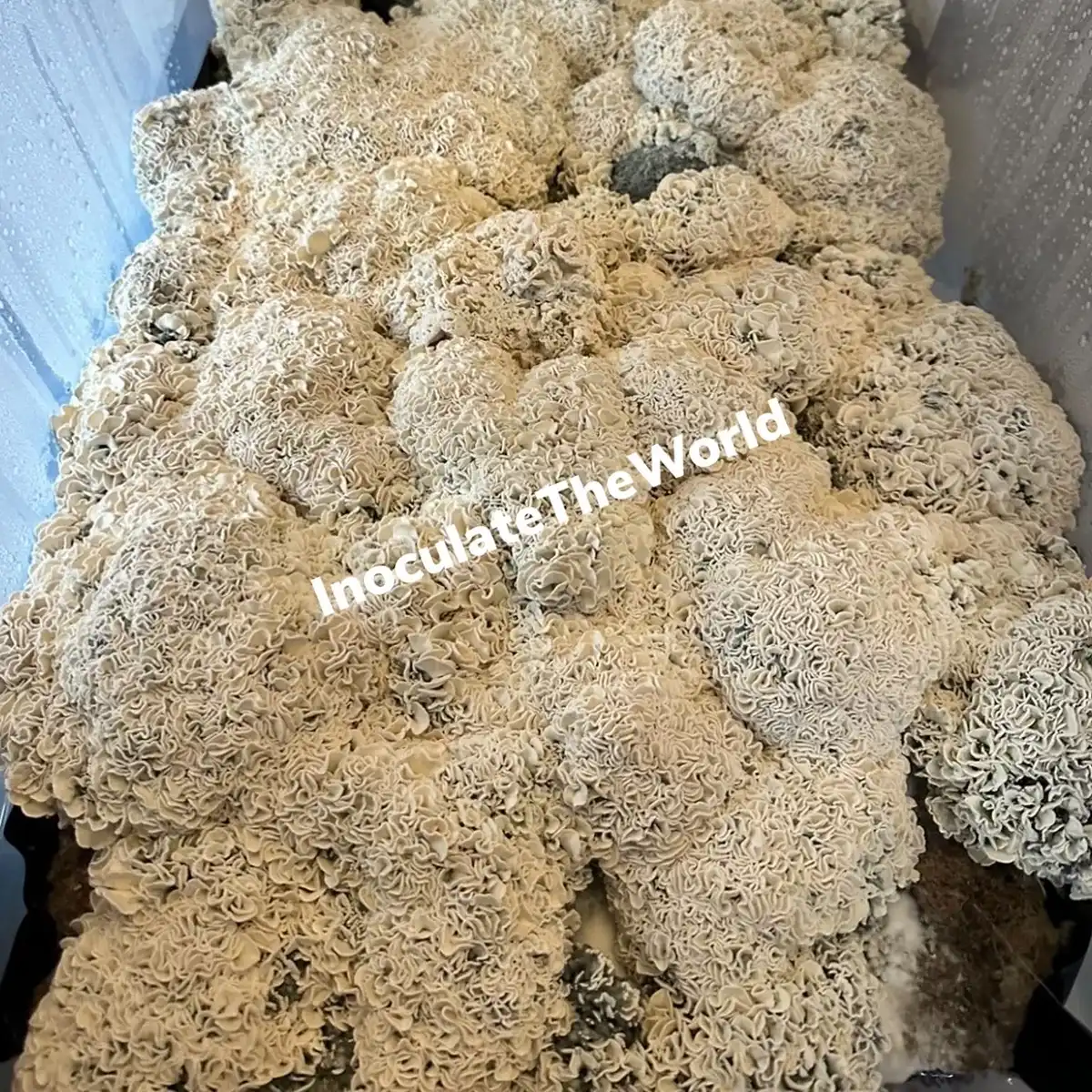 An aerial view of a tub with a mass of Enigma mushroom.s