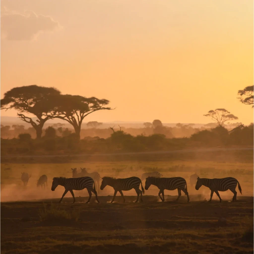 zebras walking through africa for Psilocybe ochraceocentrata article
