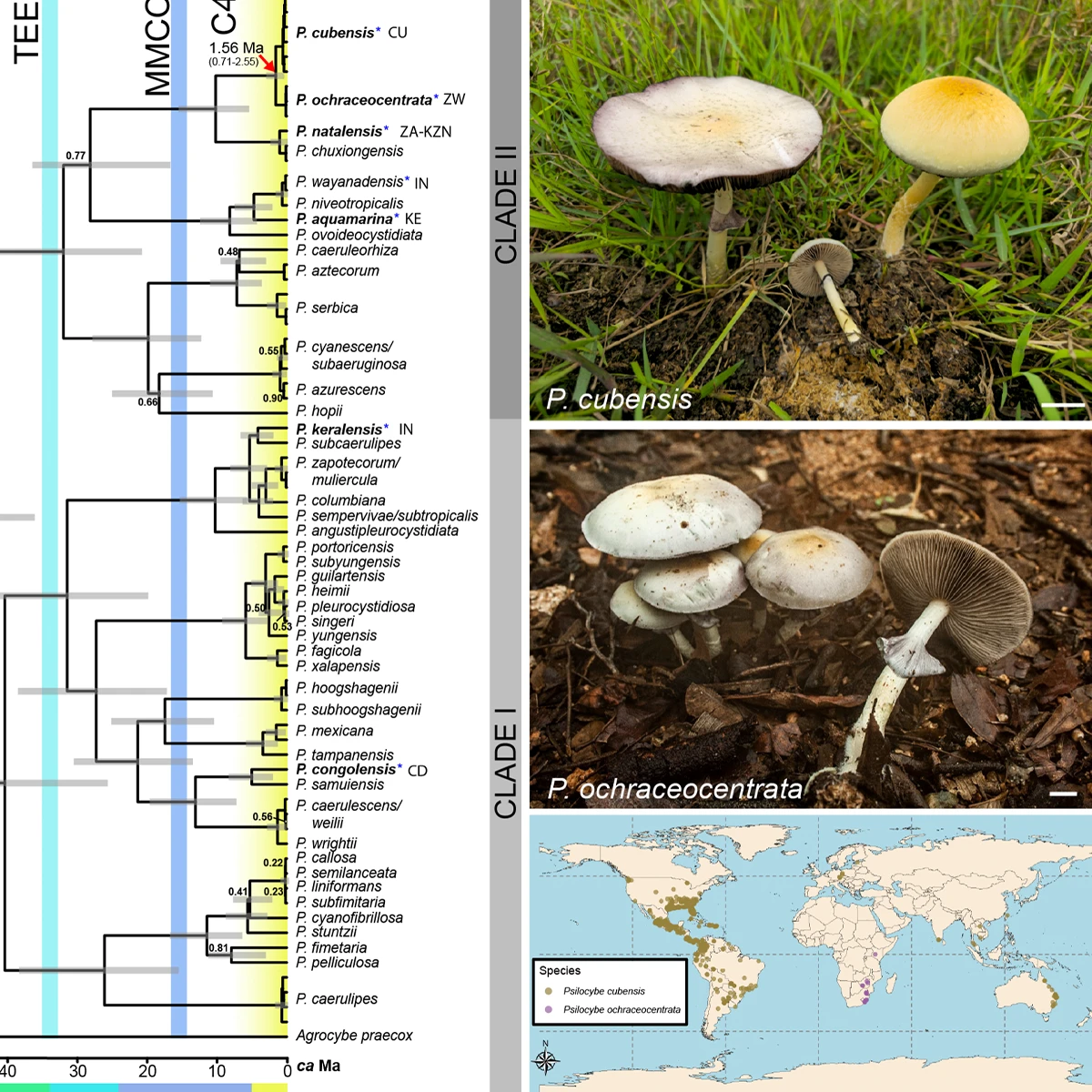 Psilocybe ochraceocentrata phylogeny chart