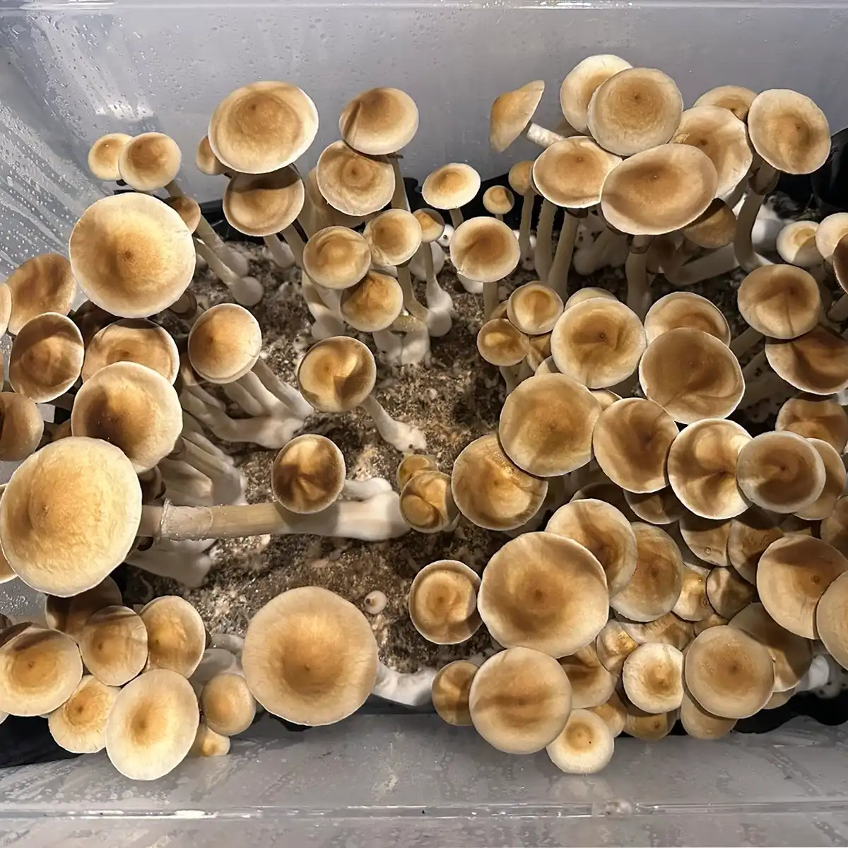 An aerial view of Colombian Rust Spore print mushrooms.