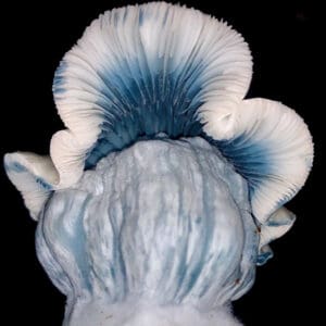Jack Frost ISO True Albino Teacher which is related to Golden Teacher