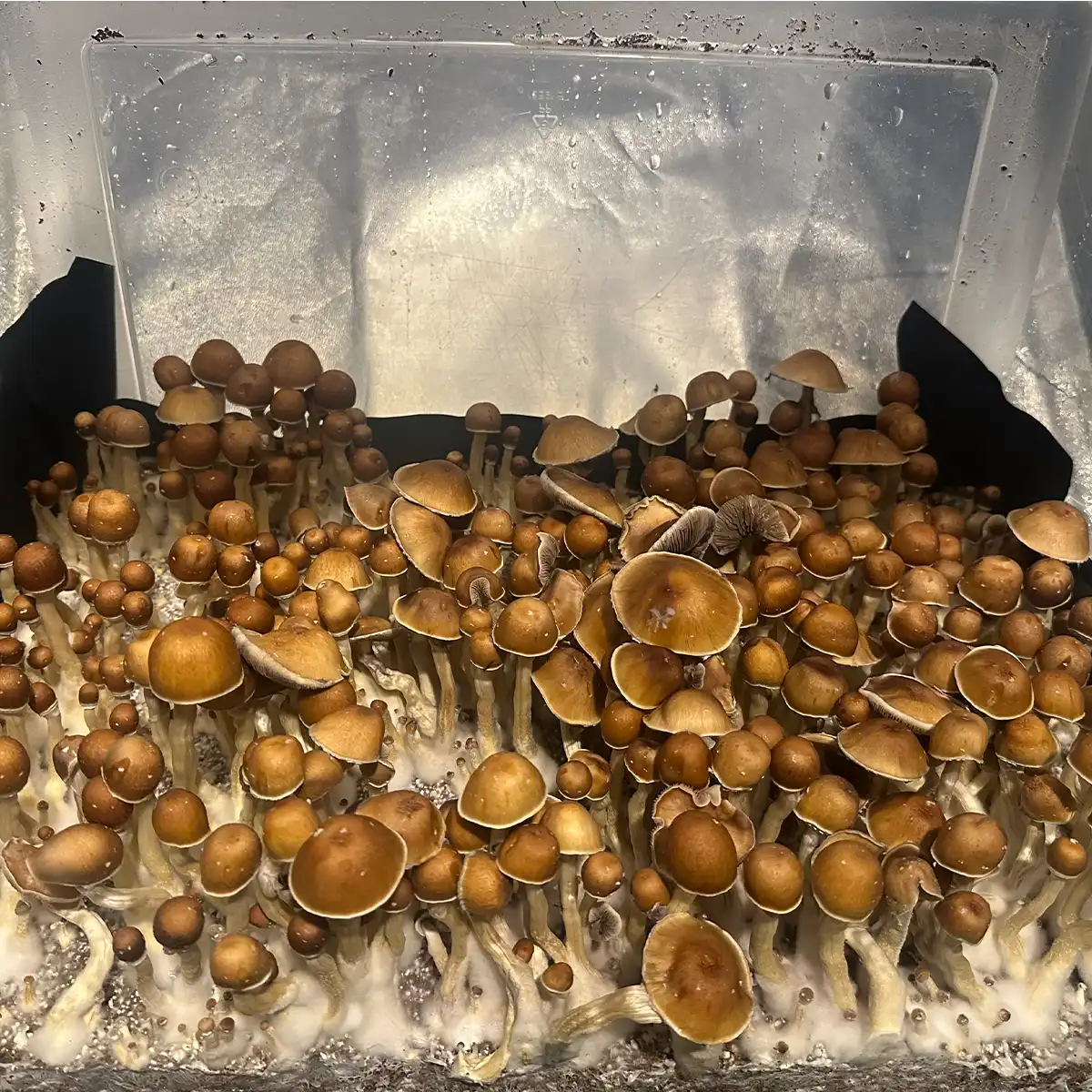 A thriving tub of Wonky Donkey cubensis spore print mushrooms