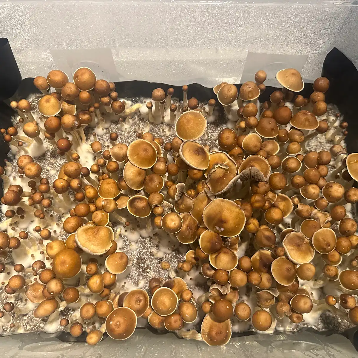 An aerial view of Wonky Donkey cubensis spore print mushrooms