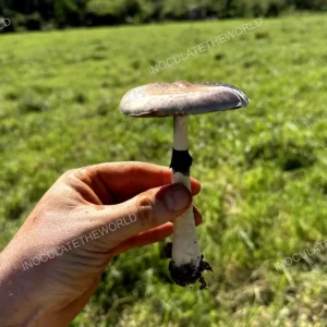 A Psilocybe cubensis mushroom found in the wild