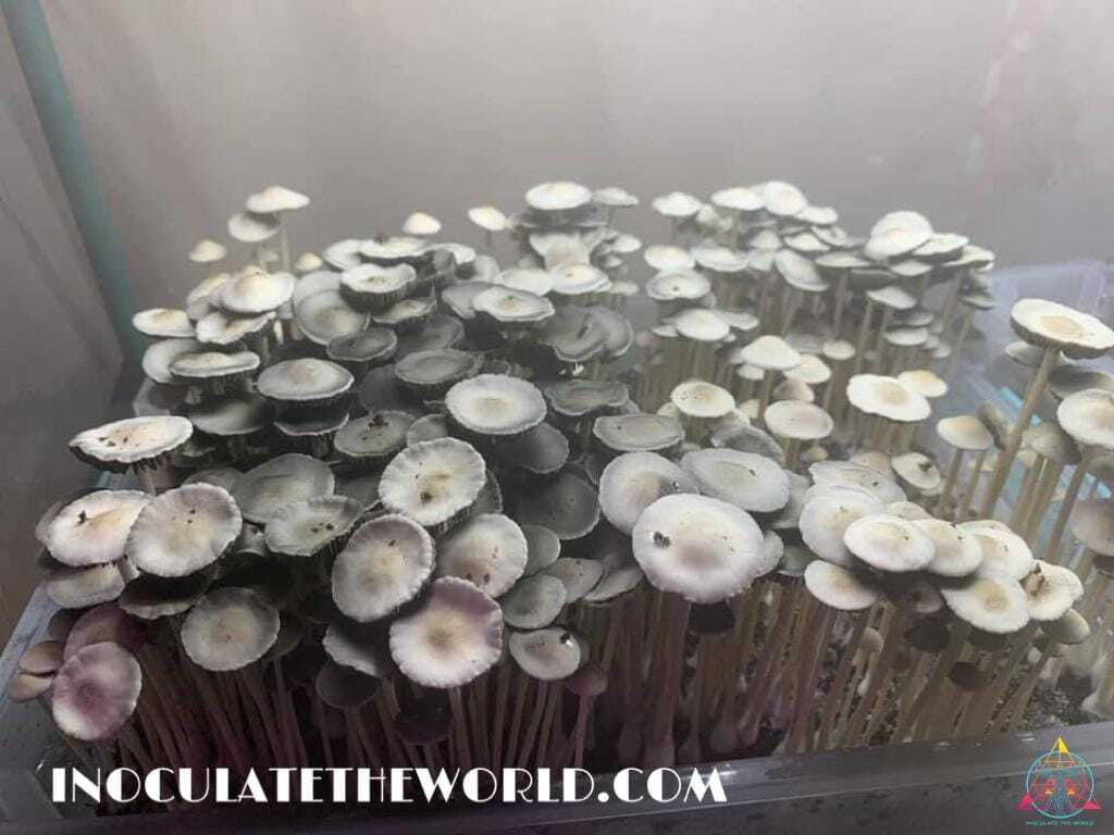 Panaeolus Cyanescens Texas Spore Print - Image 5