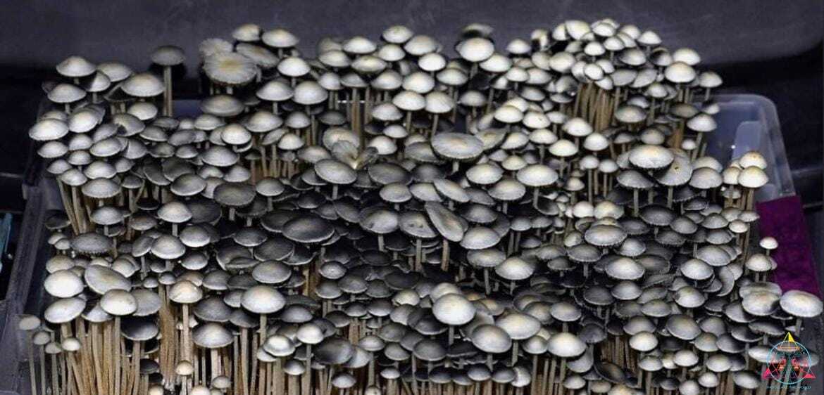Panaeolus Cyanescens Texas Spore Print