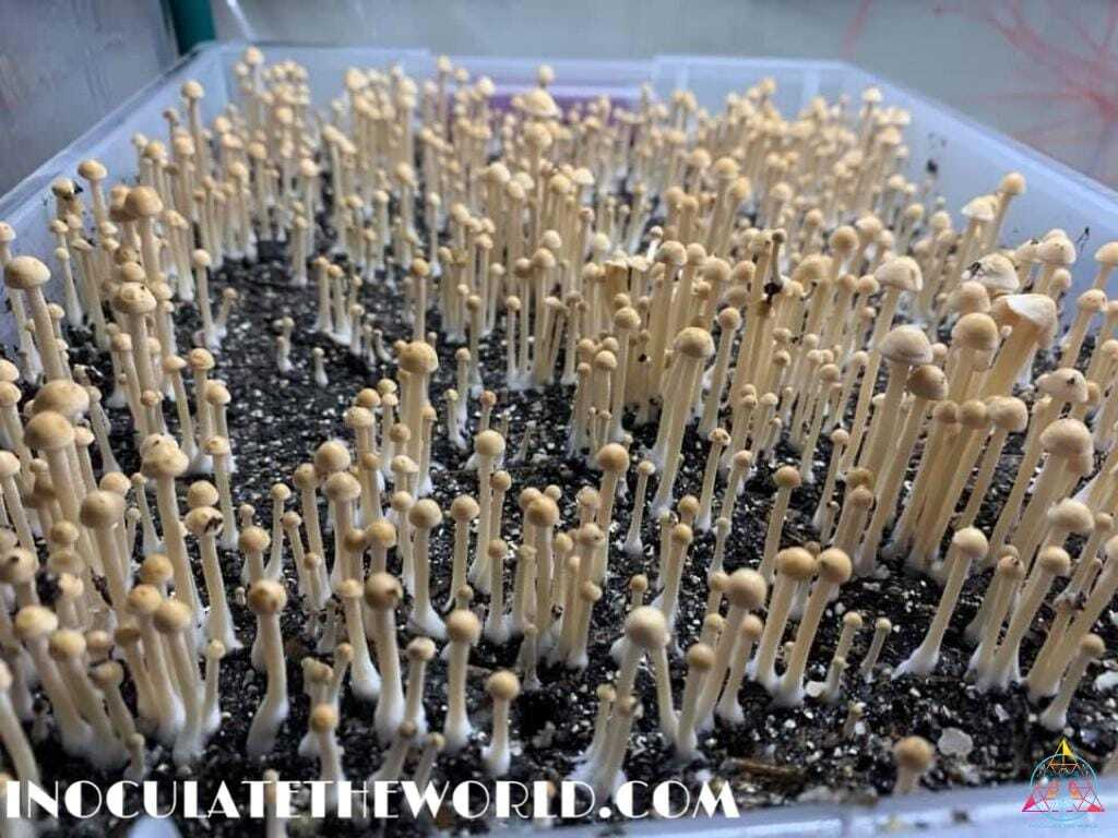 Panaeolus Cyanescens Texas Spore Print - Image 2