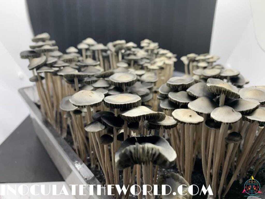 Panaeolus Cyanescens Texas Spore Print - Image 4
