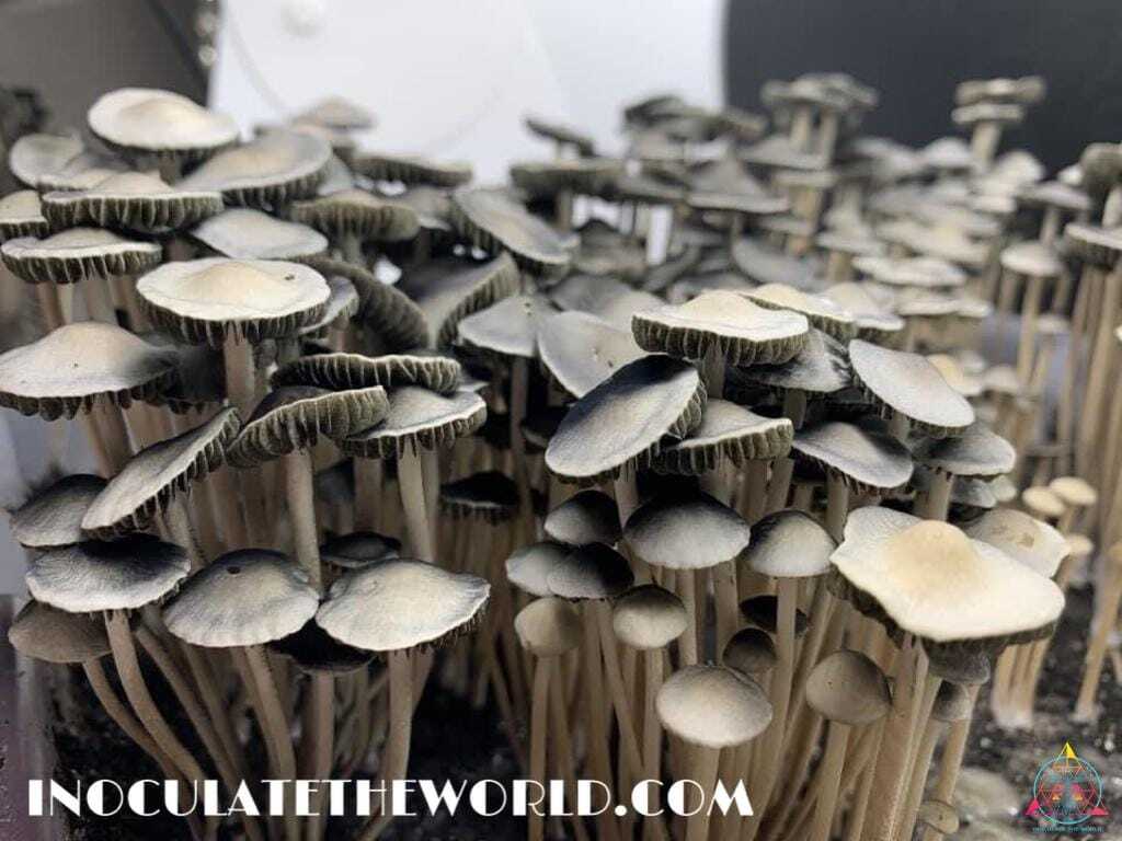 Panaeolus Cyanescens Texas Spore Print - Image 3