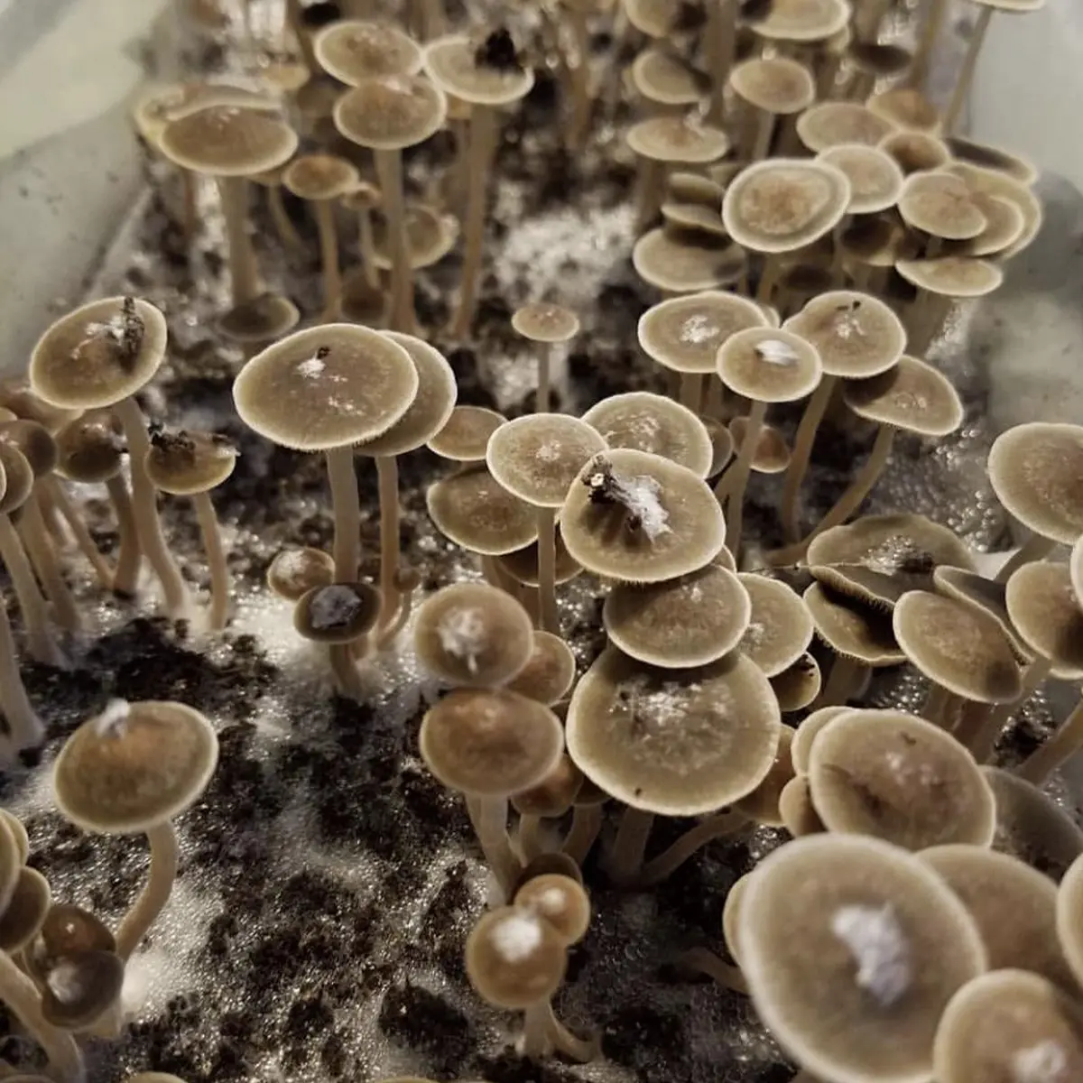 Large flush of panaeolus bisporus mushrooms in a tub
