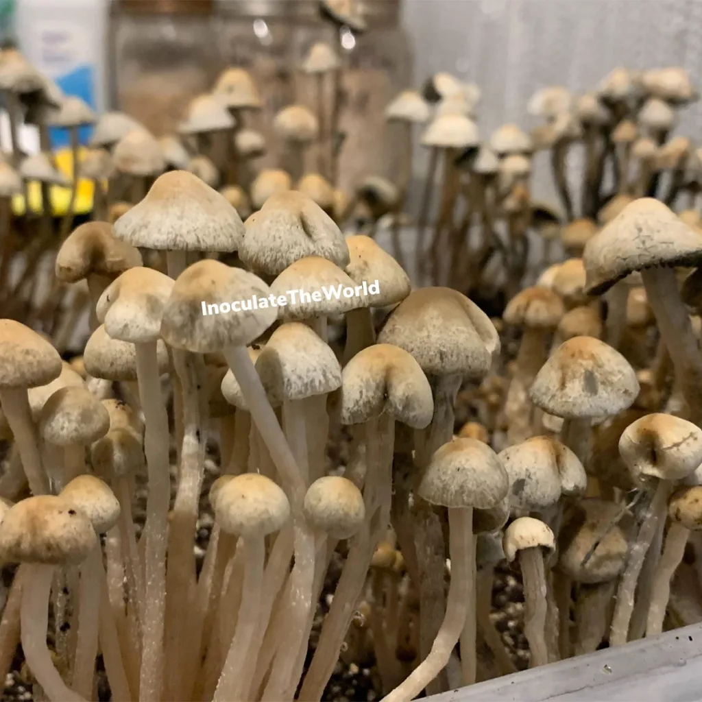 Large flush of panaeolus cyanescens bunnell isolated syringe mushrooms in dung