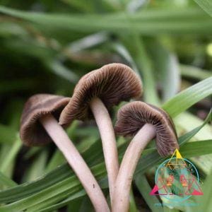 Wild Panaeolus Cinctulus Spore Print
