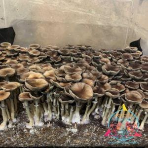 Pink Buffalo (Thai Cubensis) Spore Print
