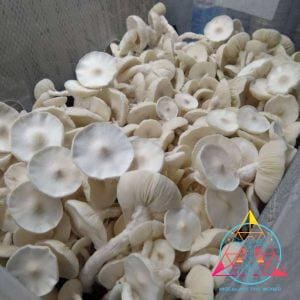 Avery's Albino Spore Swab