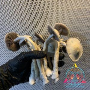 Leucistic Burma