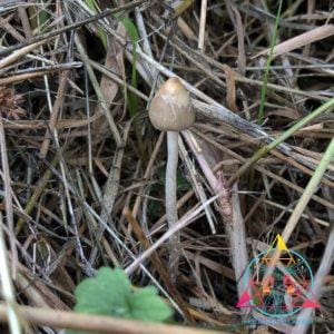 Wild psilocybe semilanceata