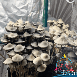Panaeolus Cyanescens Peace River Spore Print