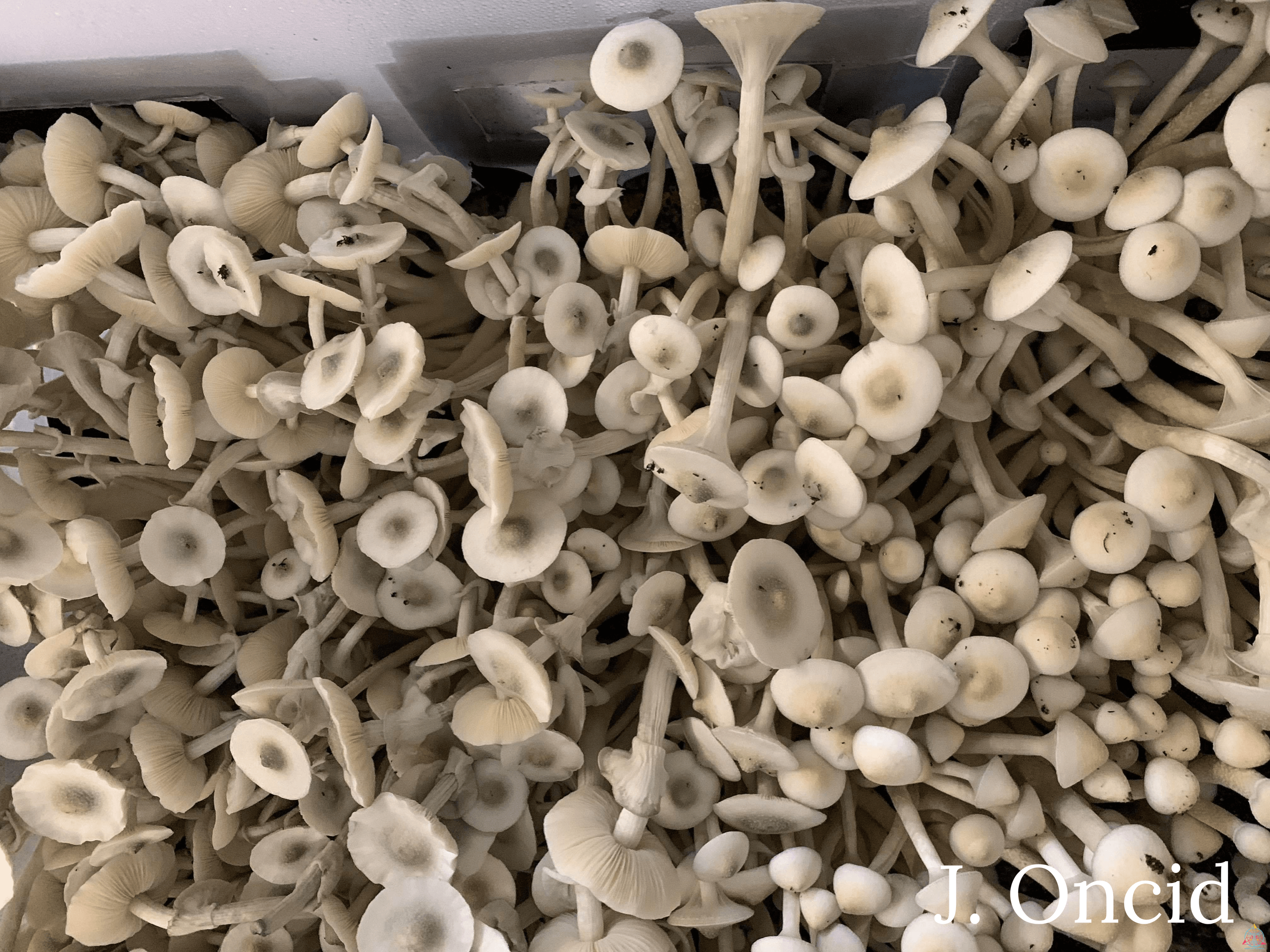 APE Revert Spore Print - Image 8