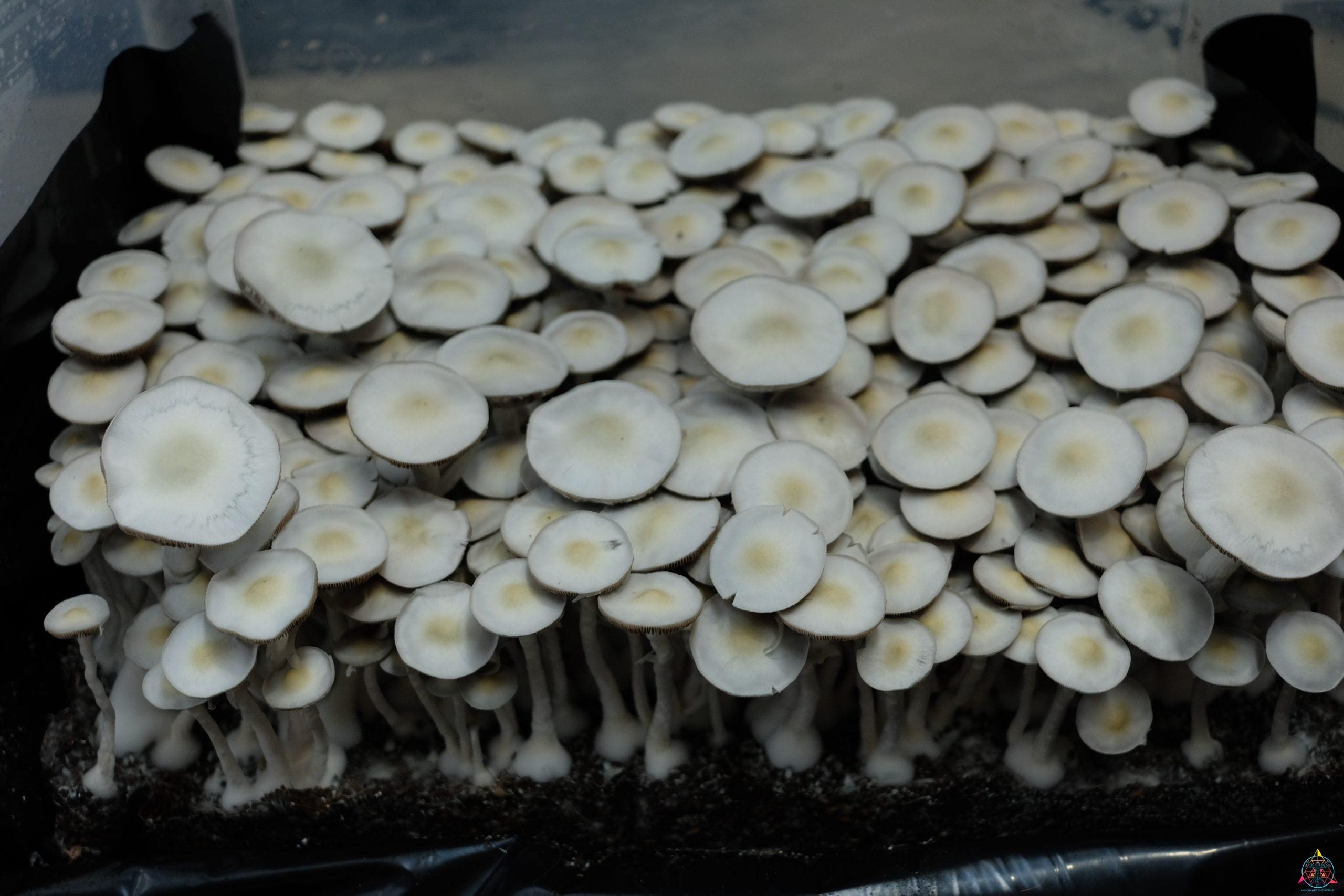Leucistic JMF