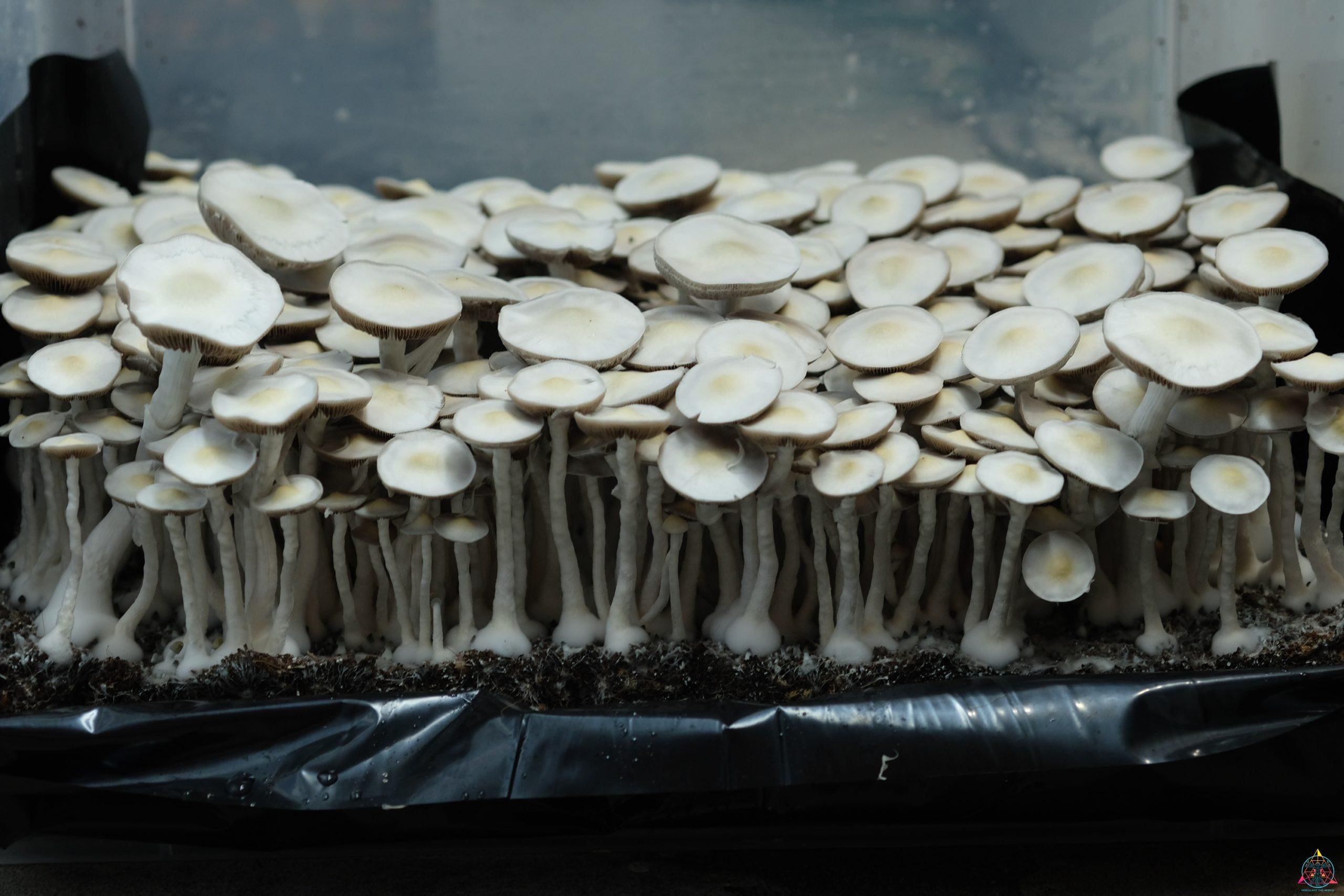 Leucistic JMF Spore Swab