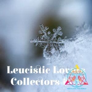 The Leucistic Lovers Spore Box