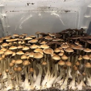 large flush of alabama cubensis spore syringe mushrooms in a tub