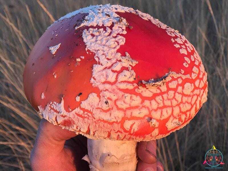 Amanita muscaria liquid culture