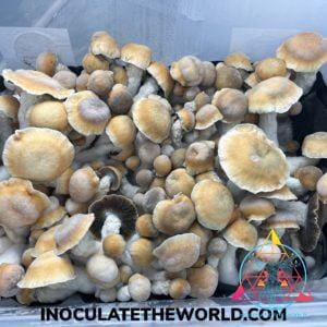 Penis Envy Spore Swab