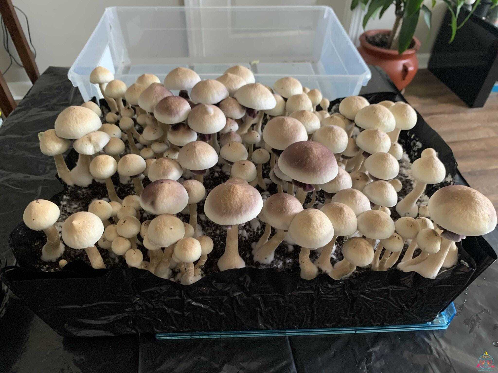 Wild Texas Cubensis Spore Syringe