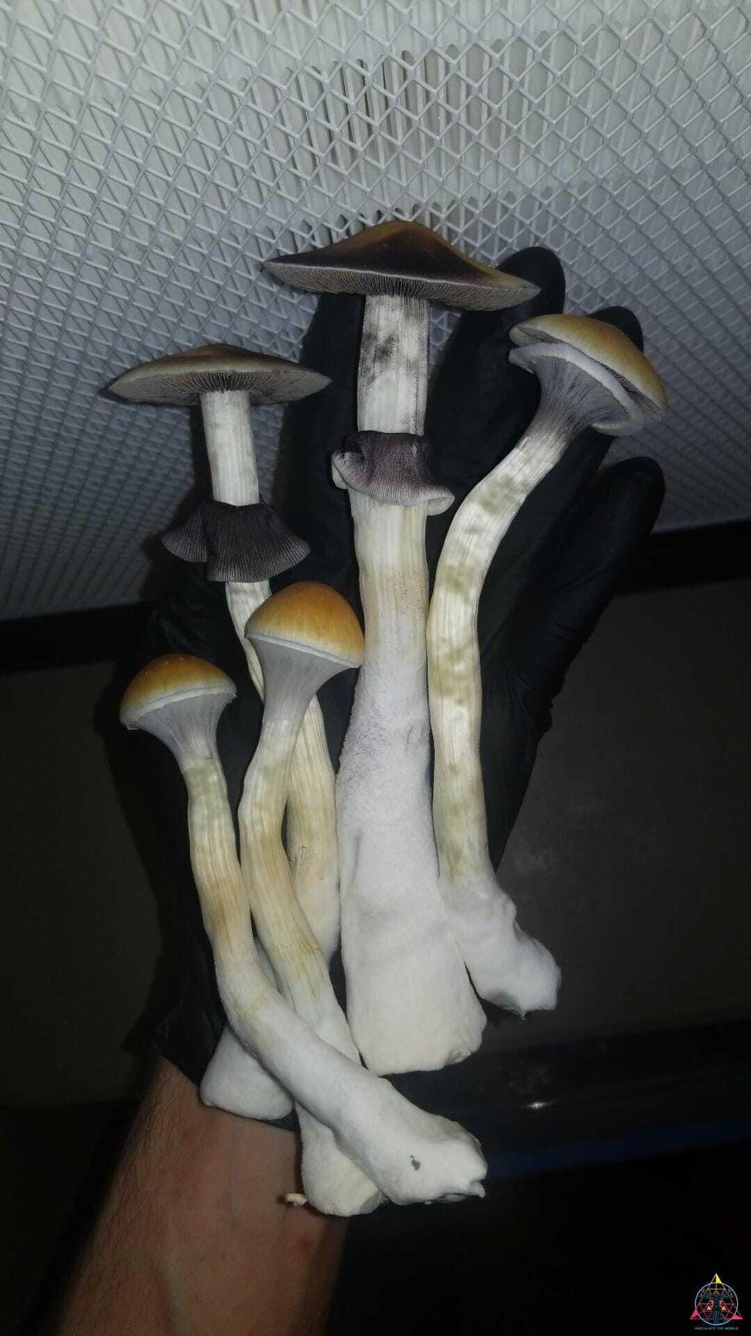 Corumba Brazil Cubensis Spore Print