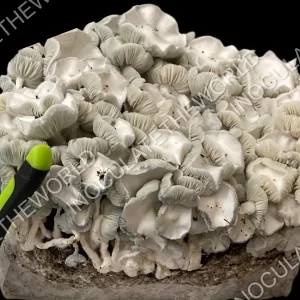 True Albino Teacher Isolated Spore Syringe